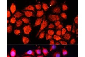 Immunofluorescence analysis of HeLa cells using MRPS28 Polyclonal Antibody at dilution of 1:100 (40x lens). (MRPS28 Antikörper)