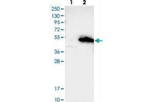 Western blot analysis of Lane 1: Negative control (vector only transfected HEK293T lysate), Lane 2: Over-expression Lysate (Co-expressed with a C-terminal myc-DDK tag (~3. (AMZ2 Antikörper)
