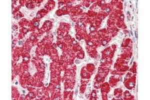 Anti-ETFB antibody IHC staining of human liver. (ETFB Antikörper  (AA 152-165))