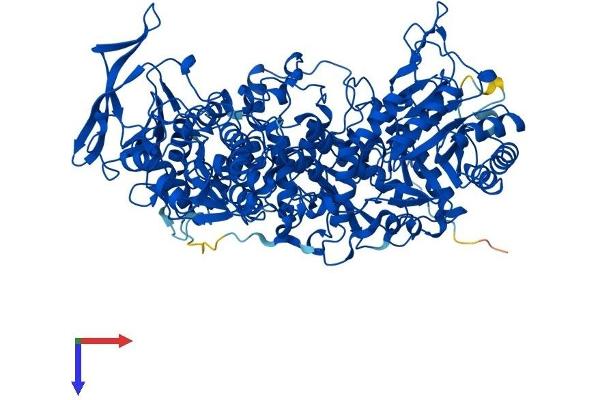 DPYD Protein (AA 1-1025) (His tag)