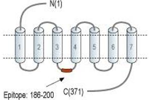 Representative domain view of the target of ABIN7235360. (G Protein-Coupled Receptor 119 (GPR119) Peptid)