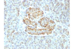 Formalin-fixed, paraffin-embedded human Pancreas stained with TNF alpha Rabbit Recombinant Monoclonal Antibody (TNF/1500R). (Rekombinanter TNF alpha Antikörper)