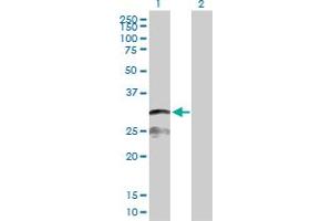Western Blot analysis of IFI30 expression in transfected 293T cell line by IFI30 MaxPab polyclonal antibody. (IFI30 Antikörper  (AA 1-250))
