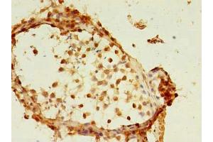 Immunohistochemistry of paraffin-embedded human testis tissue using ABIN7159340 at dilution of 1:100 (FAM174A Antikörper  (AA 41-123))