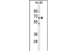 SHP1 Antikörper  (AA 247-277)