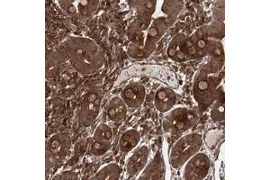 Immunohistochemical staining of human duodenum with MDFIC polyclonal antibody  strong cytoplasmic positivity in glandular cells. (MDFIC Antikörper)