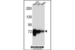 Western blot analysis in HepG2,293,K562 cell line lysates (35ug/lane). (CDH22 Antikörper  (AA 411-440))