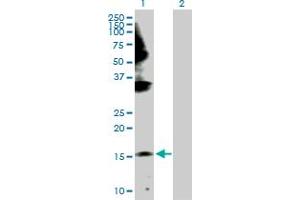 Western Blot analysis of GEMIN6 expression in transfected 293T cell line by GEMIN6 MaxPab polyclonal antibody.