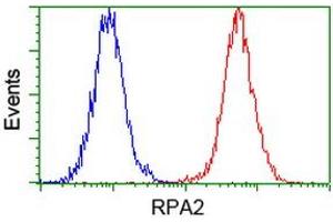 Image no. 12 for anti-Replication Protein A2, 32kDa (RPA2) antibody (ABIN1500735)