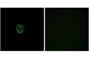Immunofluorescence (IF) image for anti-Olfactory Receptor, Family 2, Subfamily AE, Member 1 (OR2AE1) (AA 231-280) antibody (ABIN1535871)