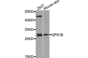 Western blot analysis of extract of various cells, using UPK1B antibody. (Uroplakin 1B Antikörper)