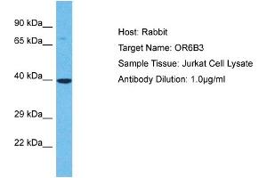 Host: Rabbit Target Name: OR6B3 Sample Type: Jurkat Whole Cell lysates Antibody Dilution: 1.