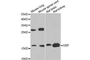 Western blot analysis of extracts of various cell lines, using GRP antibody (ABIN5973785) at 1/1000 dilution. (Gastrin-Releasing Peptide Antikörper)