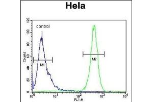 Flow Cytometry (FACS) image for anti-Beclin 1, Autophagy Related (BECN1) (AA 95-132) antibody (ABIN652595)