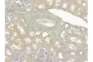 ABIN6264012 and ABIN6273286 at 1/100 staining human normal kidney tissue by IHC-P. (PAFAH2 Antikörper  (Internal Region))