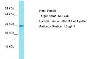 Host: Rabbit Target Name: NUGGC Sample Type: PANC1 Whole Cell lysates Antibody Dilution: 1. (C8orf80 Antikörper  (C-Term))
