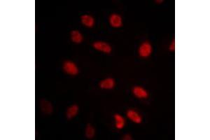 Immunofluorescent analysis of GRP75 staining in NIH3T3 cells. (HSPA9 Antikörper  (C-Term))