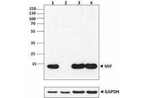 Western Blotting (WB) image for anti-Macrophage Migration Inhibitory Factor (Glycosylation-Inhibiting Factor) (MIF) antibody (ABIN2665273) (MIF Antikörper)