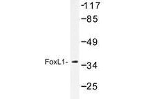 Western blot analysis of FoxL1 antibody in extracts from COS-7. (FOXL1 Antikörper)