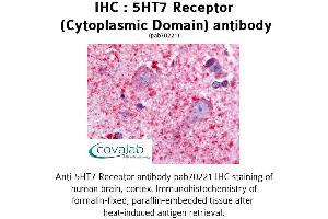 Image no. 1 for anti-5-Hydroxytryptamine (serotonin) Receptor 7 (Adenylate Cyclase-Coupled) (HTR7) (3rd Cytoplasmic Domain) antibody (ABIN1731382)