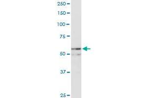 NUP54 MaxPab rabbit polyclonal antibody. (NUP54 Antikörper  (AA 1-507))