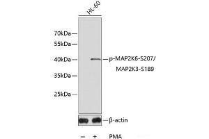 Western blot analysis of extracts of HL60 cell lines using Phospho-MAP2K6(S207)/MAP2K3(S189) Polyclonal Antibody. (MAP2K6 Antikörper  (pSer189, pSer207))