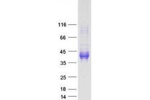 Validation with Western Blot