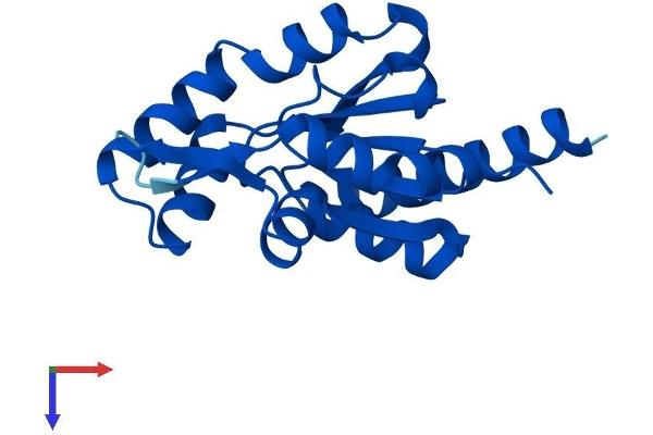 TAF9 Protein (AA 1-172) (His tag)