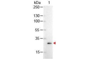 Western Blot of Mouse anti-GFP Antibody Alkaline Phosphatase Conjugated.