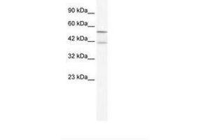 Image no. 1 for anti-Potassium Channel, Subfamily K, Member 10 (KCNK10) (AA 72-121) antibody (ABIN203201)