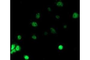 Immunofluorescence (IF) image for anti-Retinoblastoma Binding Protein 7 (RBBP7) antibody (ABIN1500625) (RBBP7 Antikörper)