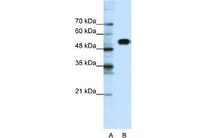 WB Suggested Anti-CLCNKB Antibody Titration:  0. (CLCNKB Antikörper  (N-Term))