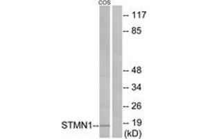 Western blot analysis of extracts from COS7 cells, treated with PMA 1ng/ml 15', using Stathmin 1 (Ab-24) Antibody. (Stathmin 1 Antikörper  (AA 9-58))