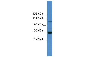 WB Suggested Anti-Hdac6 Antibody Titration:  0. (HDAC6 Antikörper  (N-Term))