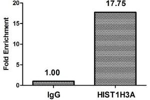 Chromatin Immunoprecipitation Hela (4*10 6 , treated with 100nM calyculin A for 60 min) were treated with Micrococcal Nuclease, sonicated, and immunoprecipitated with 5 μg anti-HIST1H3A (ABIN7139628) or a control normal rabbit IgG. (HIST1H3A Antikörper  (pThr3))