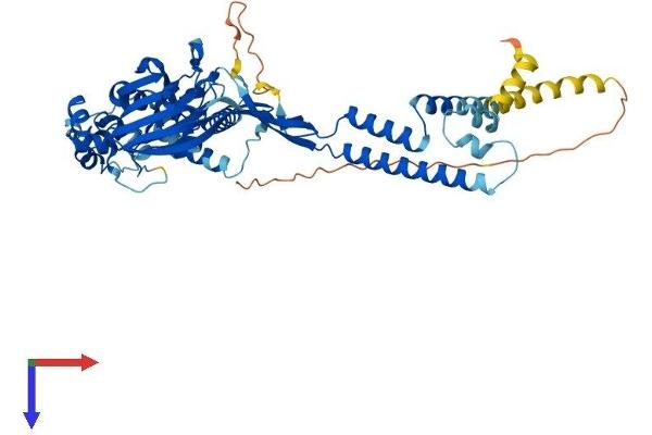 ASIC3 Protein (AA 1-530) (His tag)