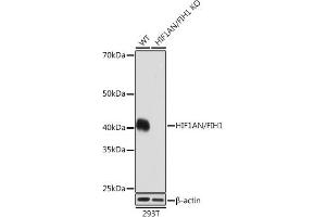Western blot analysis of extracts from wild type (WT) and HIF1AN/FIH1 knockout (KO) 293T cells, using HIF1AN/FIH1 antibody (ABIN7267820) at 1:1000 dilution. (HIF1AN Antikörper)