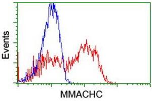 Flow Cytometry (FACS) image for anti-Methylmalonic Aciduria (Cobalamin Deficiency) CblC Type, with Homocystinuria (MMACHC) antibody (ABIN1499510)