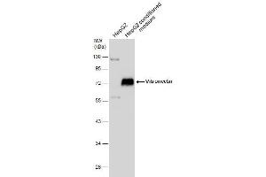 WB Image HepG2 whole cell extract and conditioned medium (30 μg) were separated by 10% SDS-PAGE, and the membrane was blotted with Vitronectin antibody , diluted at 1:1000. (Vitronectin Antikörper)