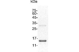 Activin A (ACVA) (Active) protein (His tag)