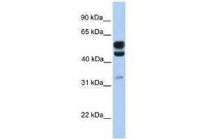 C3ORF64 antibody used at 1 ug/ml to detect target protein. (AER61 Antikörper  (C-Term))