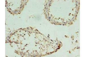 Immunohistochemistry of paraffin-embedded human testis tissue using ABIN7154130 at dilution of 1:100 (CHAC1 Antikörper  (AA 43-264))