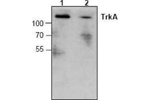 Image no. 1 for anti-Neurotrophic Tyrosine Kinase, Receptor, Type 1 (NTRK1) antibody (ABIN127050) (TRKA Antikörper)
