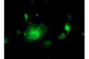 Anti-NIF3L1 mouse monoclonal antibody (ABIN2455121) immunofluorescent staining of COS7 cells transiently transfected by pCMV6-ENTRY NIF3L1 (RC200827). (NIF3L1 Antikörper)