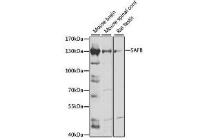 Western blot analysis of extracts of various cell lines, using SAFB antibody. (SAFB Antikörper  (AA 1-200))