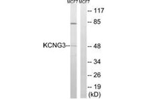 Western blot analysis of extracts from MCF-7 cells, using KCNG3 Antibody. (KCNG3 Antikörper  (AA 183-232))