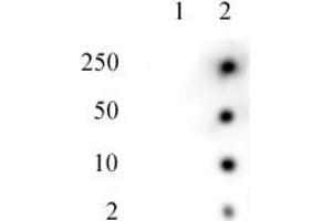 Histone H2AK119ub antibody tested by Dot blot. (Histone H2A Antikörper  (ubLys119))