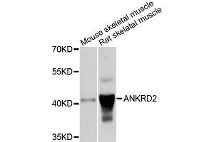 Western blot analysis of extracts of mouse skeletal muscle and rat skeletal muscle cells, using ANKRD2 antibody. (ANKRD2 Antikörper)
