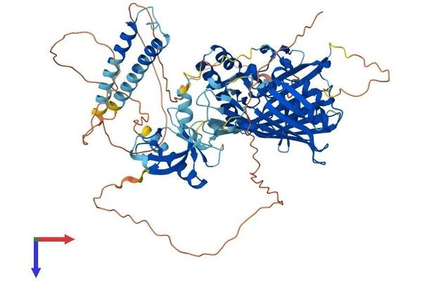 OSBPL10 Protein (AA 1-764) (His tag)