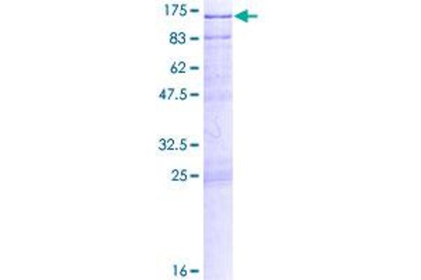 Calmegin Protein (CLGN) (AA 1-610) (GST tag)